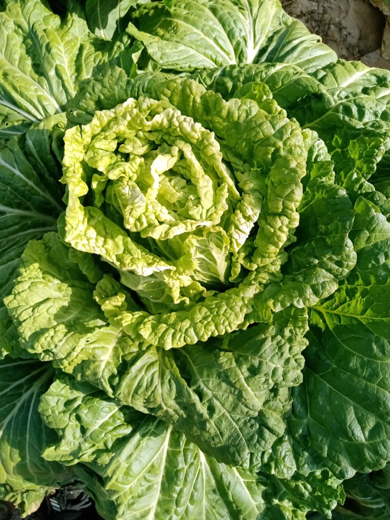 大白菜