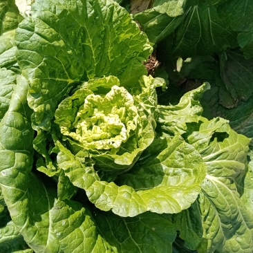 大白菜