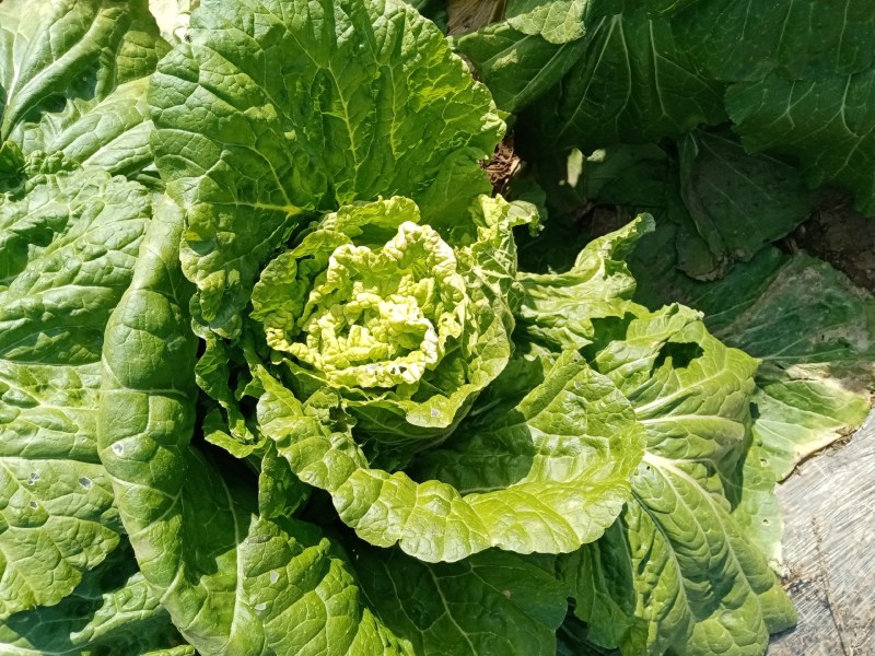 大白菜