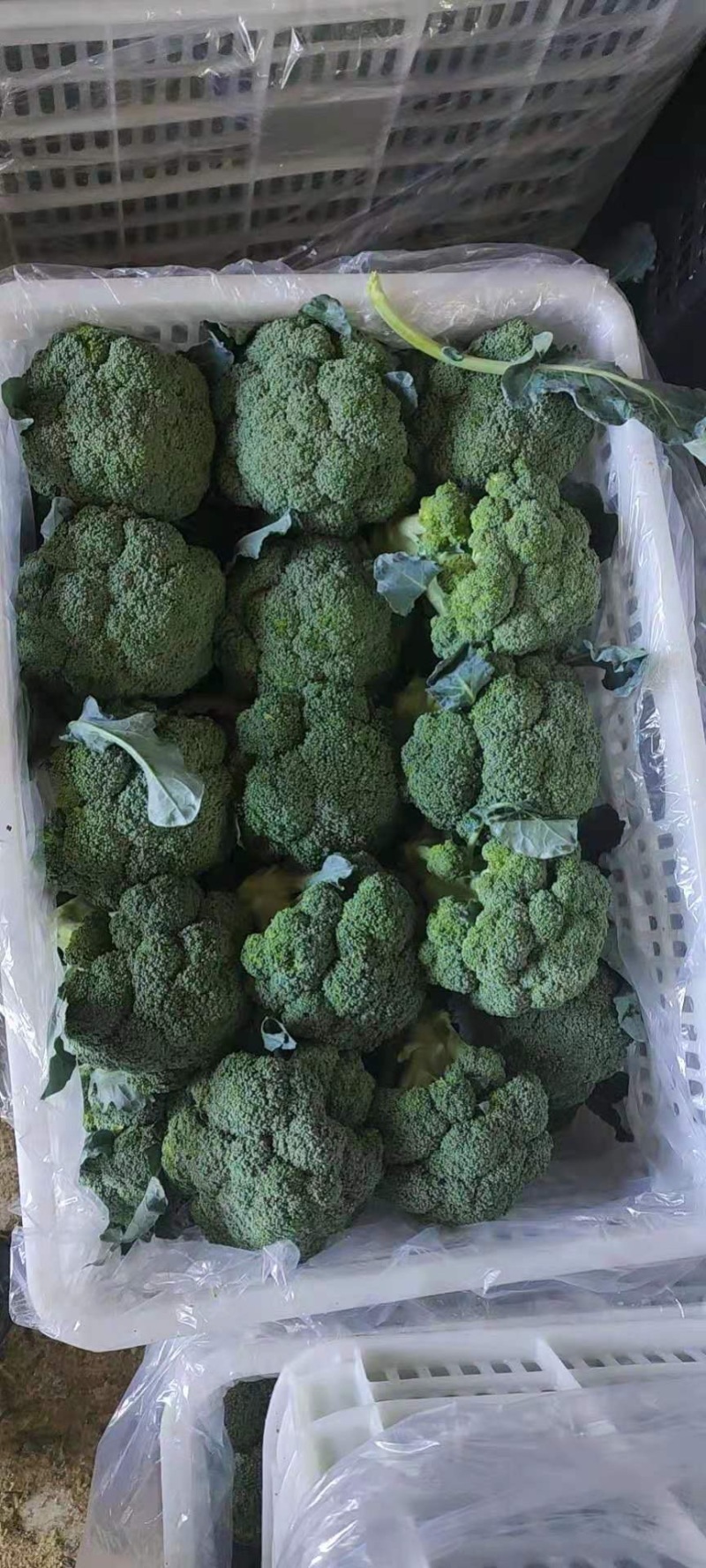 精品西蓝花，称心代办，产地发货，物美价廉。