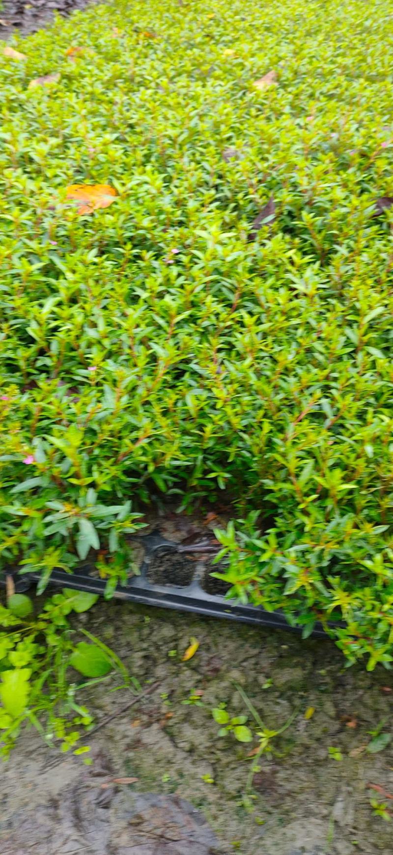 芦苇水生植物大小规格齐全成都温江基地供应
