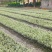 芦苇水生植物大小规格齐全成都温江基地供应