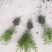 芦苇水生植物大小规格齐全成都温江基地供应