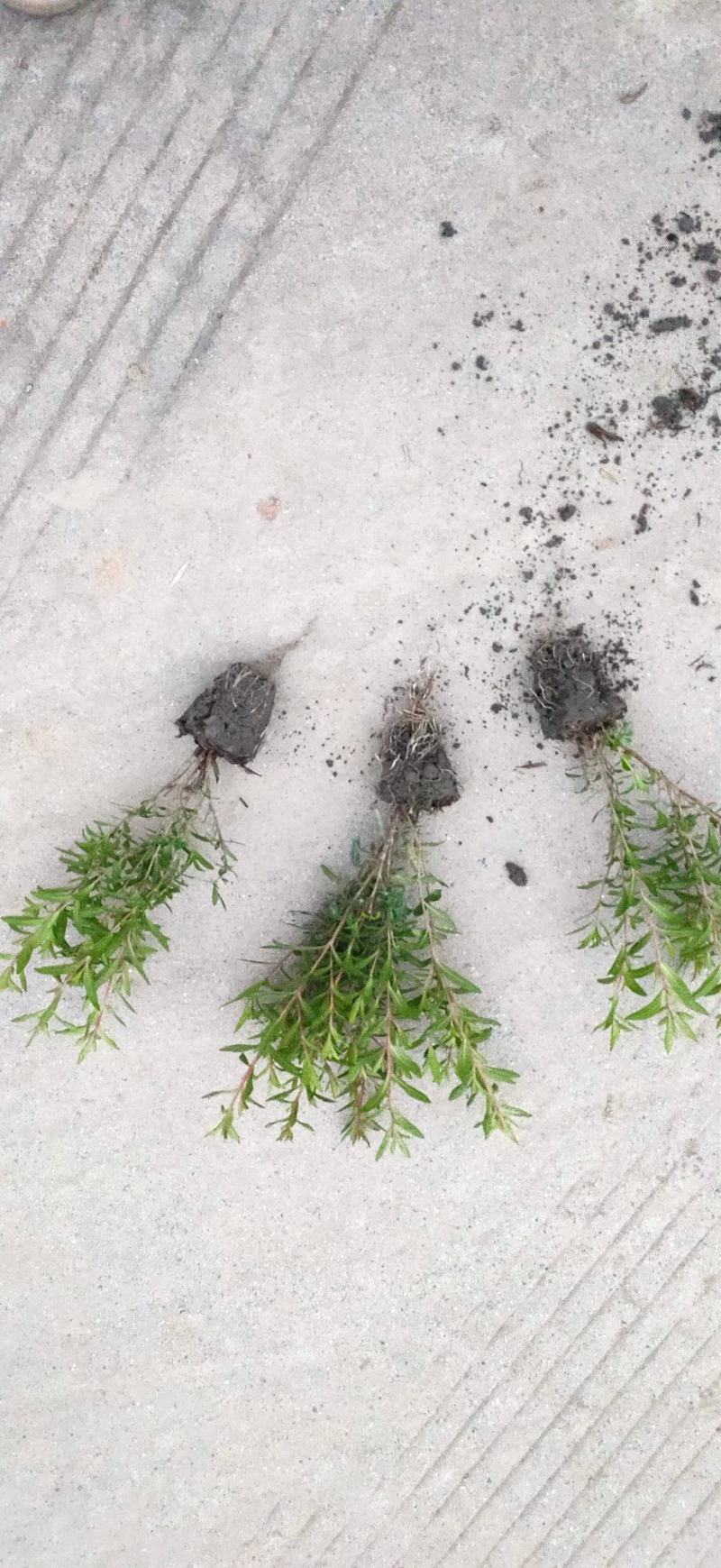 芦苇水生植物大小规格齐全成都温江基地供应