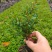 芦苇水生植物大小规格齐全成都温江基地供应