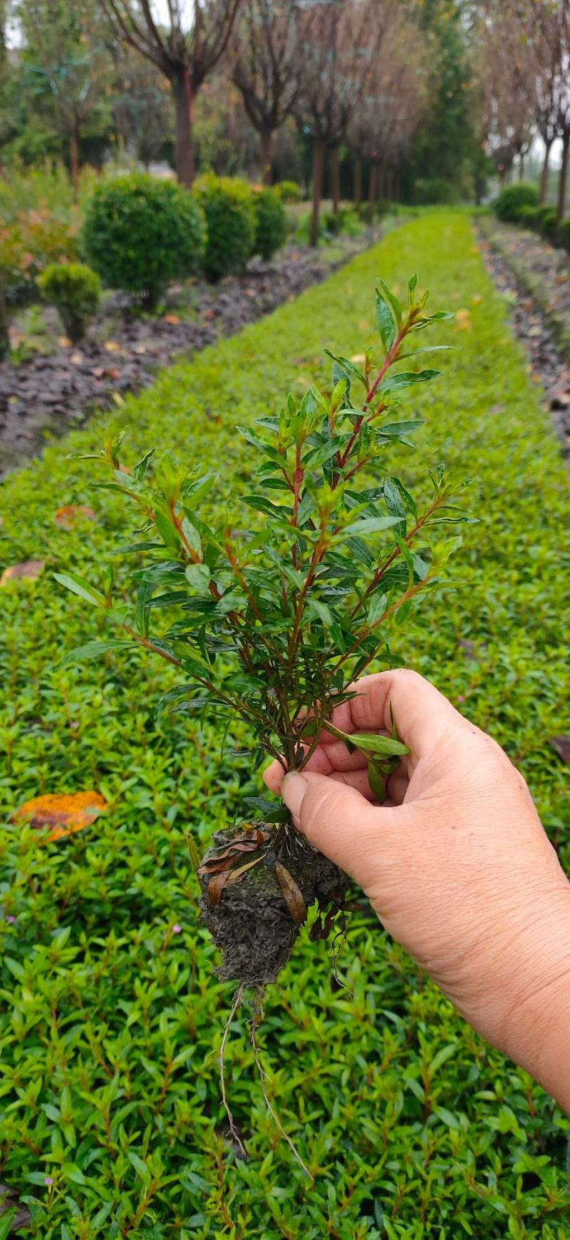 芦苇水生植物大小规格齐全成都温江基地供应
