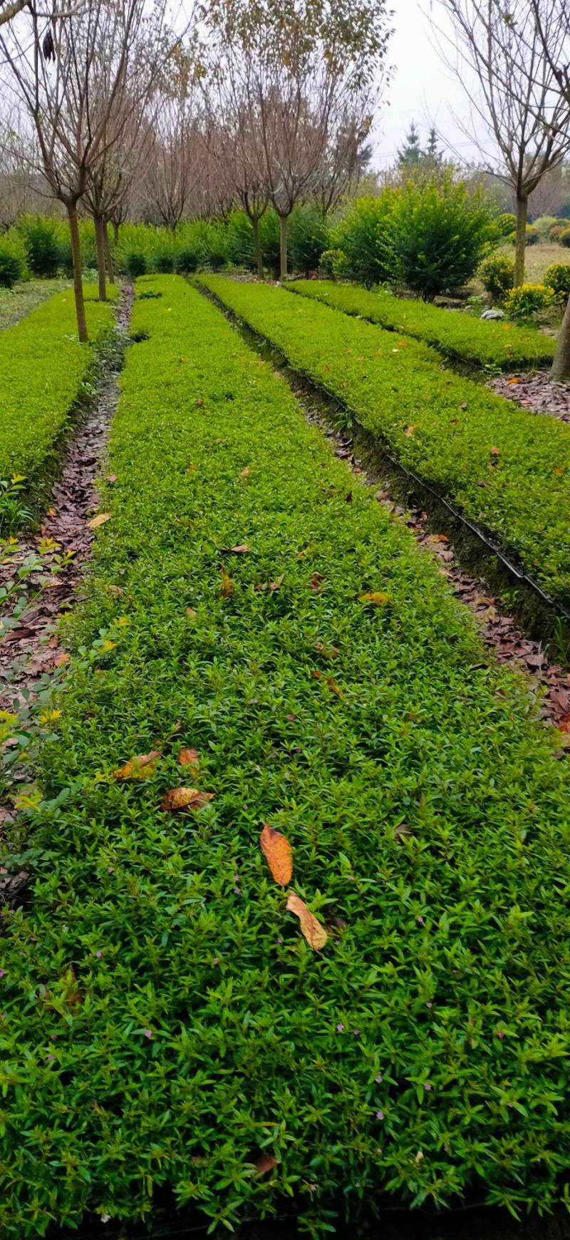 芦苇水生植物大小规格齐全成都温江基地供应