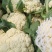白面青梗松花菜，松散乳白色有机花菜，产地直供！包质保量