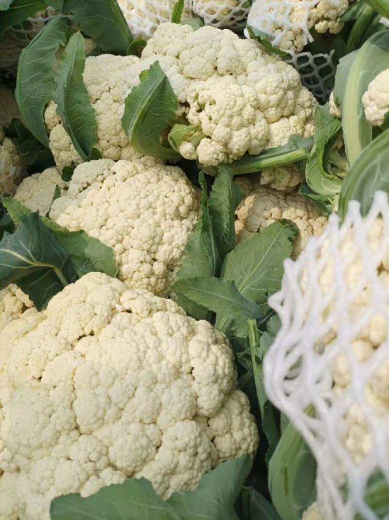白面青梗松花菜，松散乳白色有机花菜，产地直供！包质保量