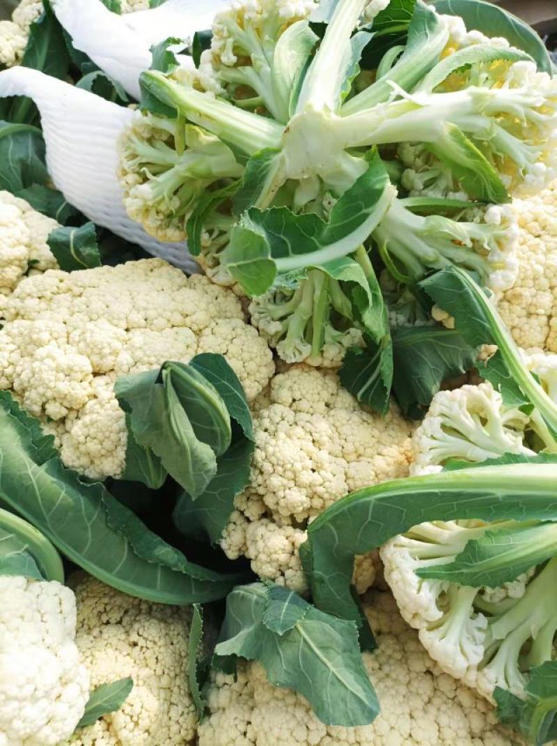 白面青梗松花菜，松散乳白色有机花菜，产地直供！包质保量