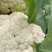 白面青梗松花菜，松散乳白色有机花菜，产地直供！包质保量