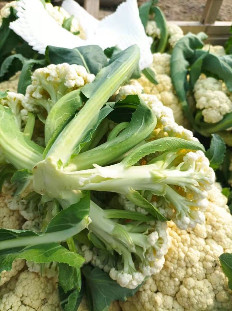 白面青梗松花菜，松散乳白色有机花菜，产地直供！包质保量