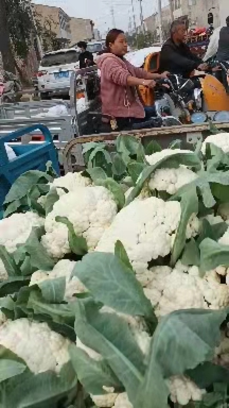 白面青梗松花菜，松散乳白色有机花菜，产地直供！包质保量
