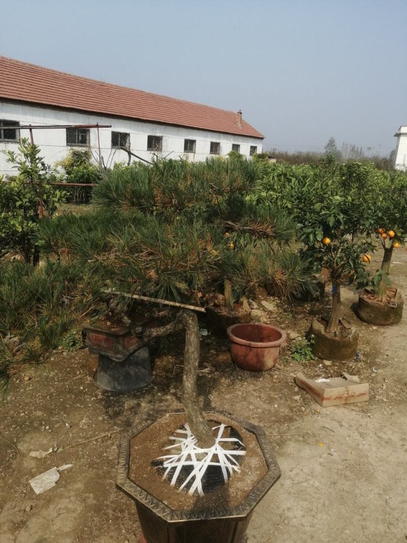 黑松盆景，产地直销，量大从优，可观赏，可视频看货，可送礼