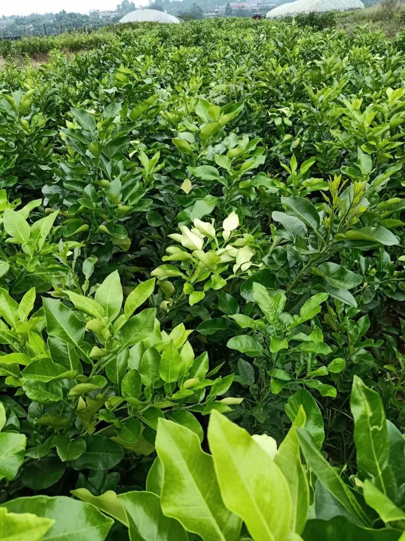 红心柚子苗，一手货源，杯苗，裸根，苗子清秀无病虫害