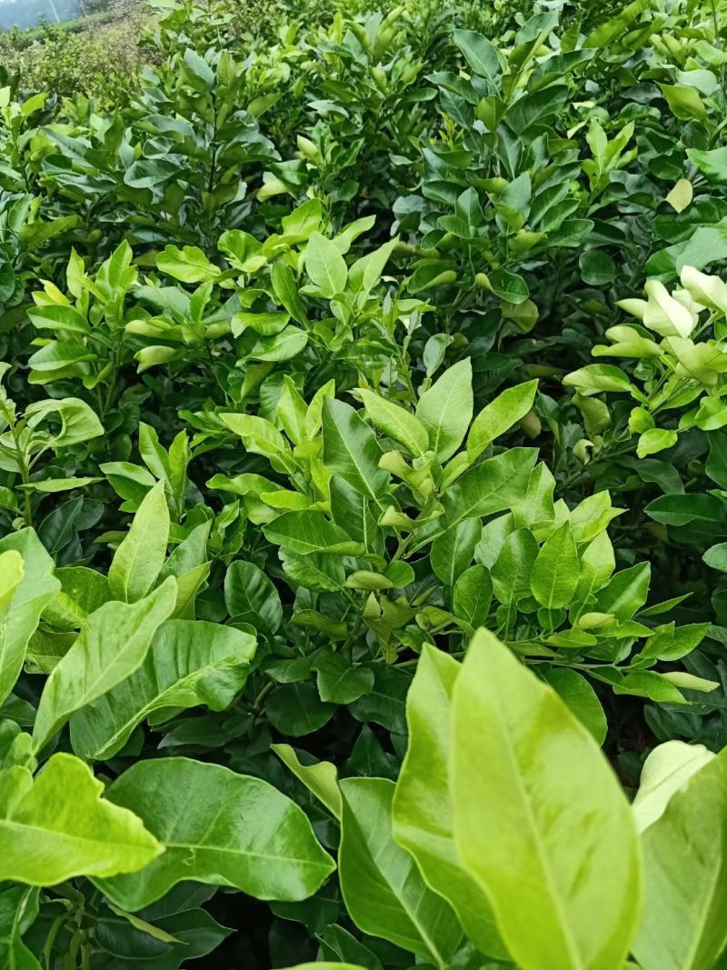 红心柚子苗，一手货源，杯苗，裸根，苗子清秀无病虫害