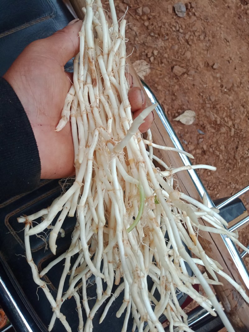 威宁县鱼腥草
