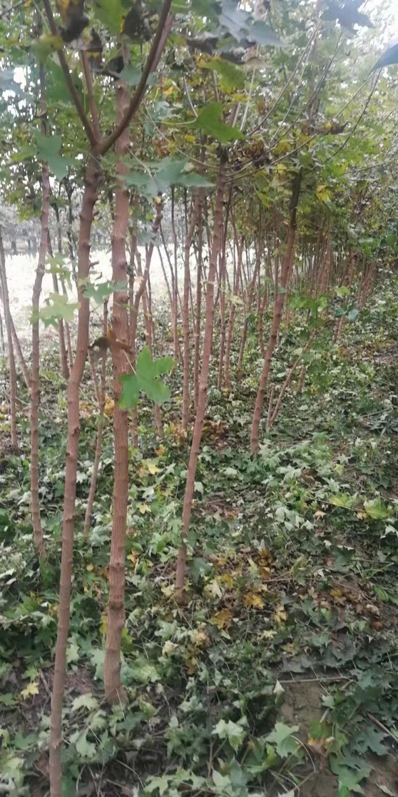 2公分3公分五角枫大量出售用量大价格再谈