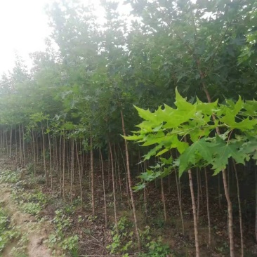 2公分3公分五角枫大量出售用量大价格再谈