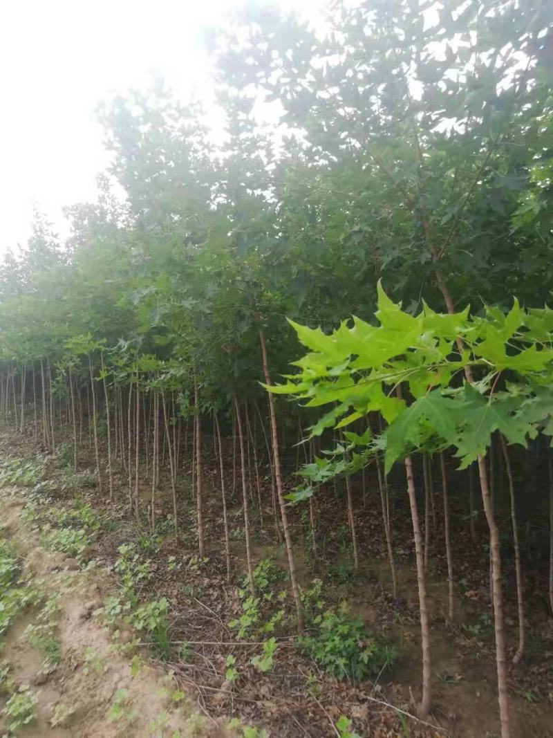 2公分3公分五角枫大量出售用量大价格再谈