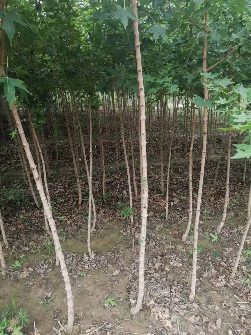 2公分3公分五角枫大量出售用量大价格再谈