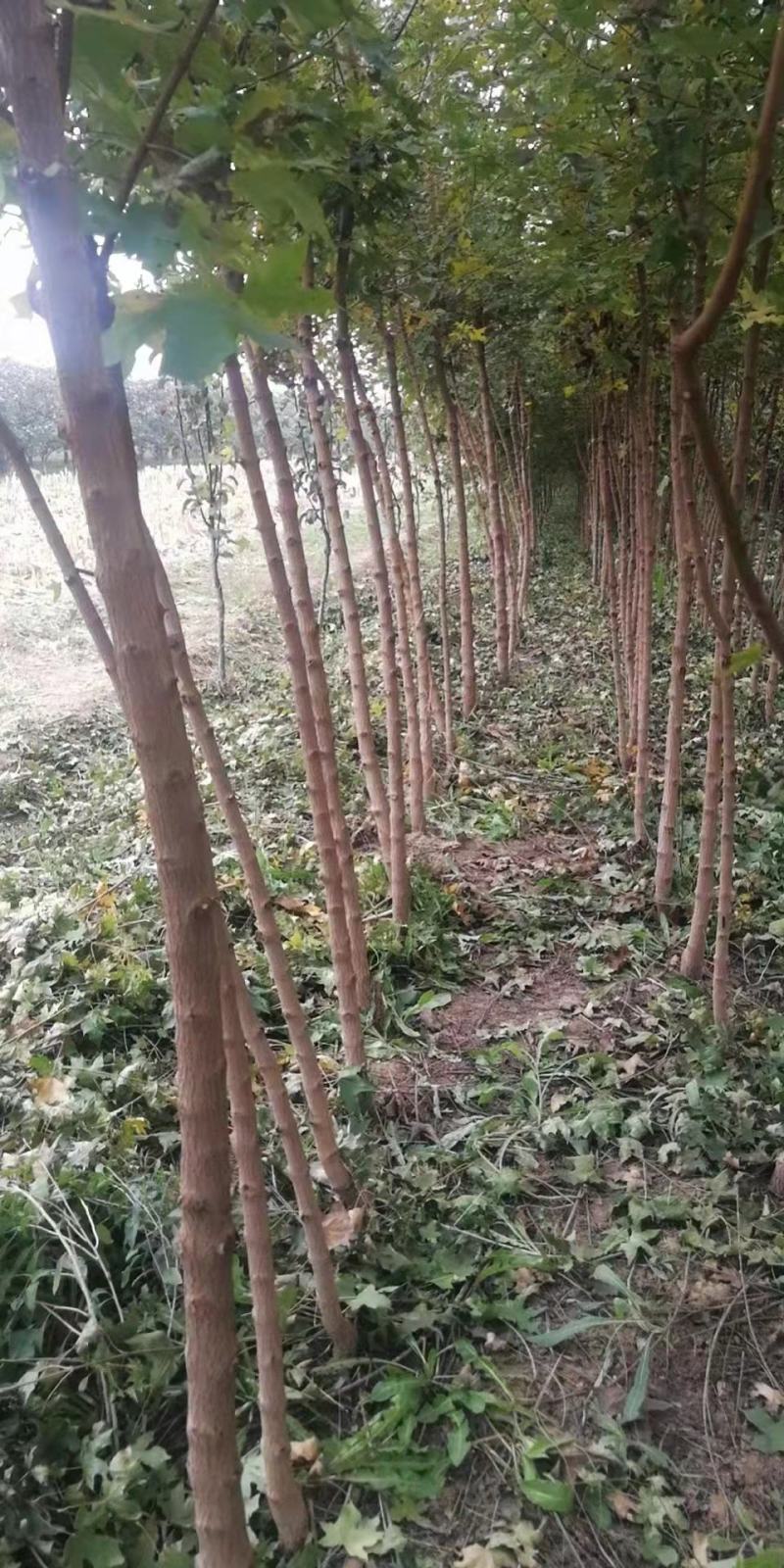 2公分3公分五角枫大量出售用量大价格再谈