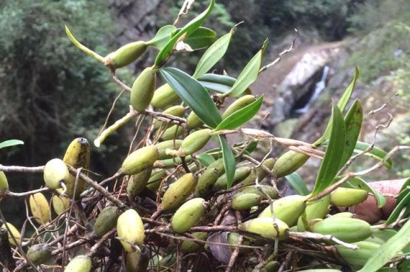 石橄榄，果上叶