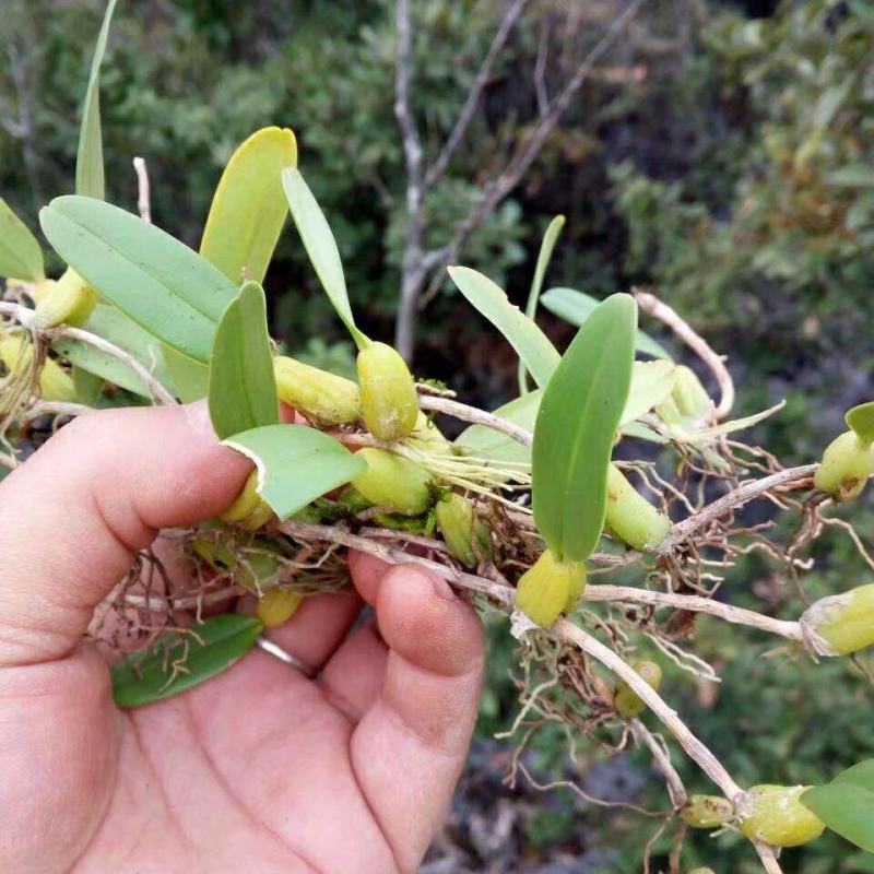 石橄榄，果上叶