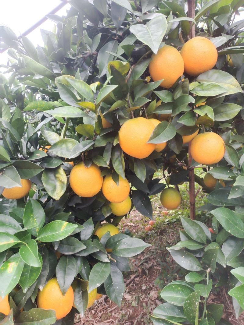 纽荷尔脐橙