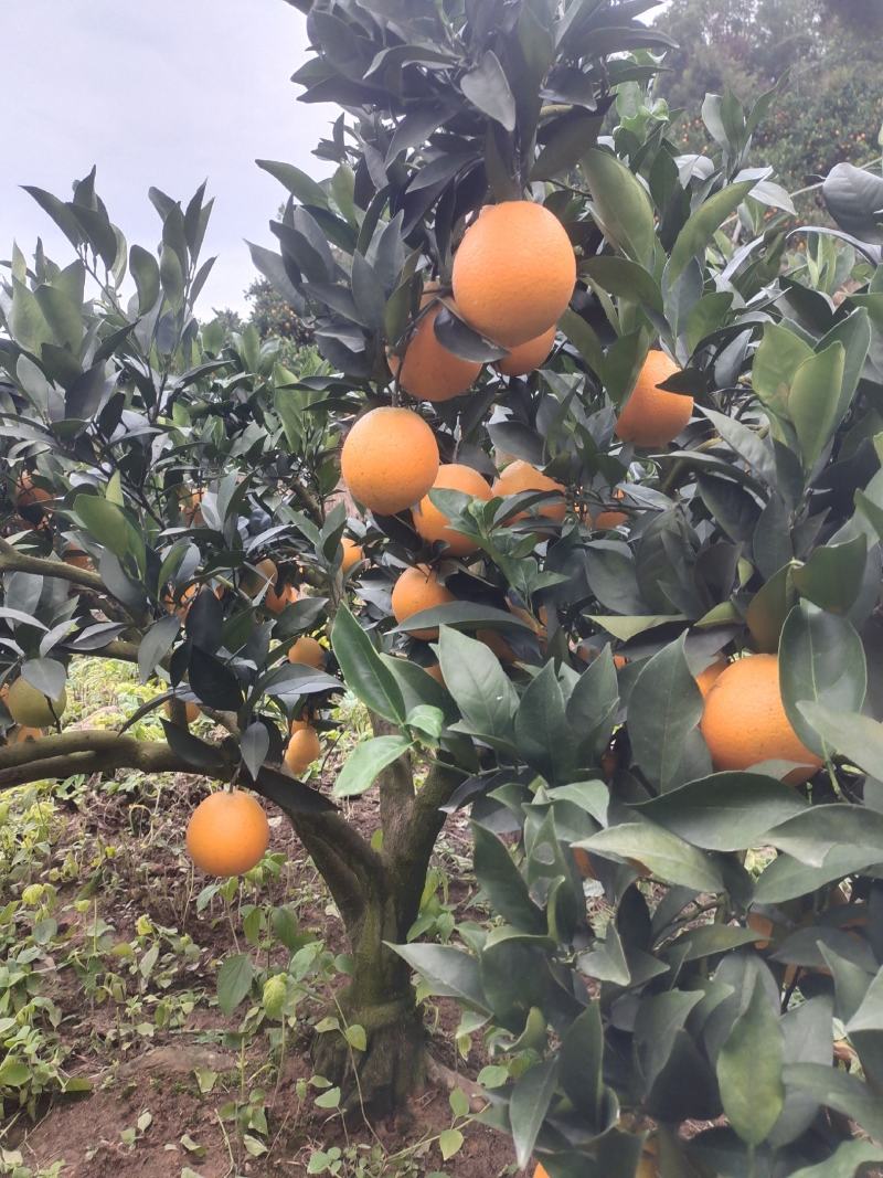 纽荷尔脐橙