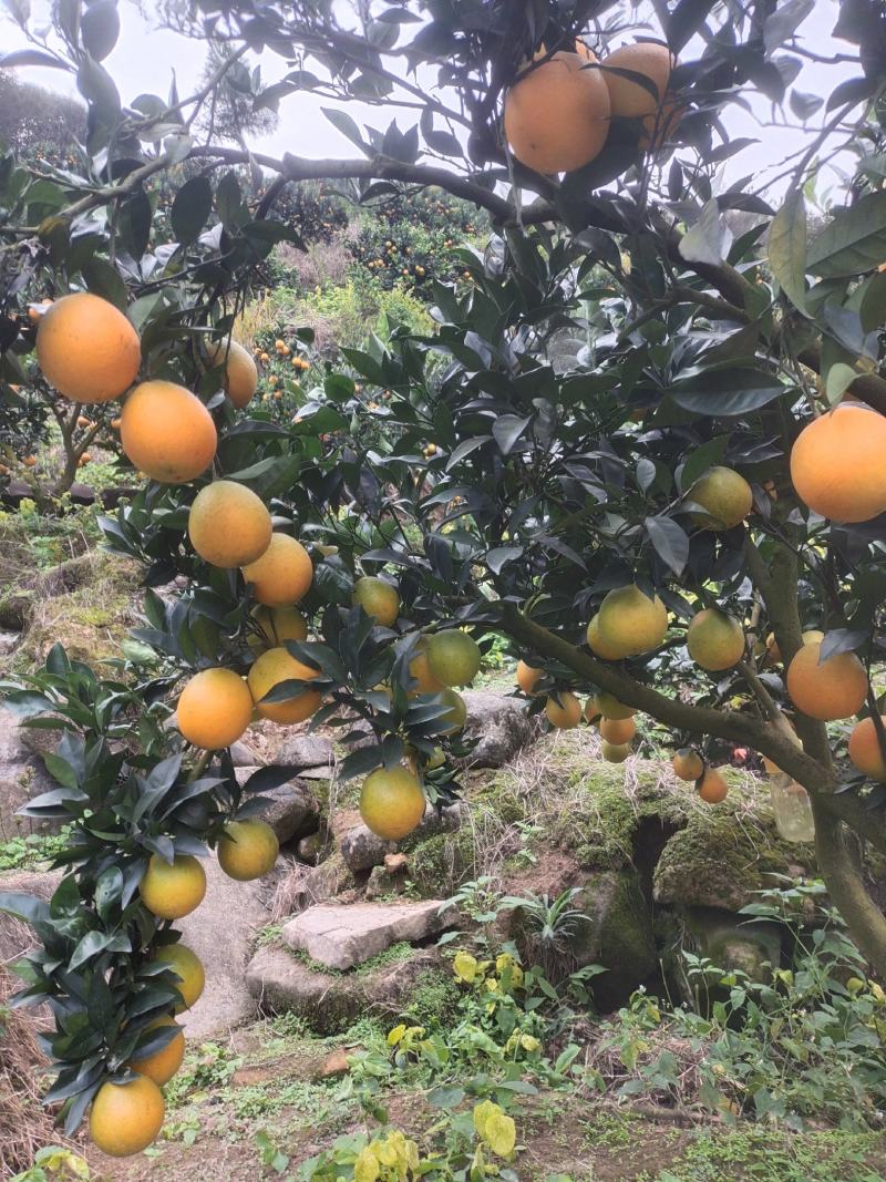 纽荷尔脐橙