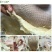 得力脱A级家禽脱毛蜡鸡鸭鹅拔毛环保无味正品绒毛黄蜡包邮