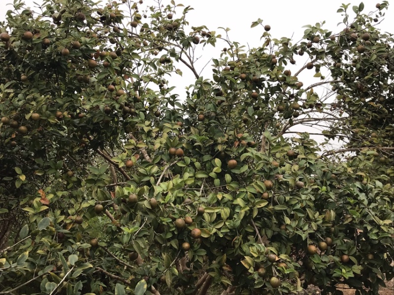 山茶油鲜果出售