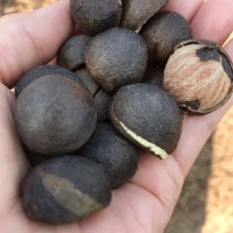 山茶油鲜果出售