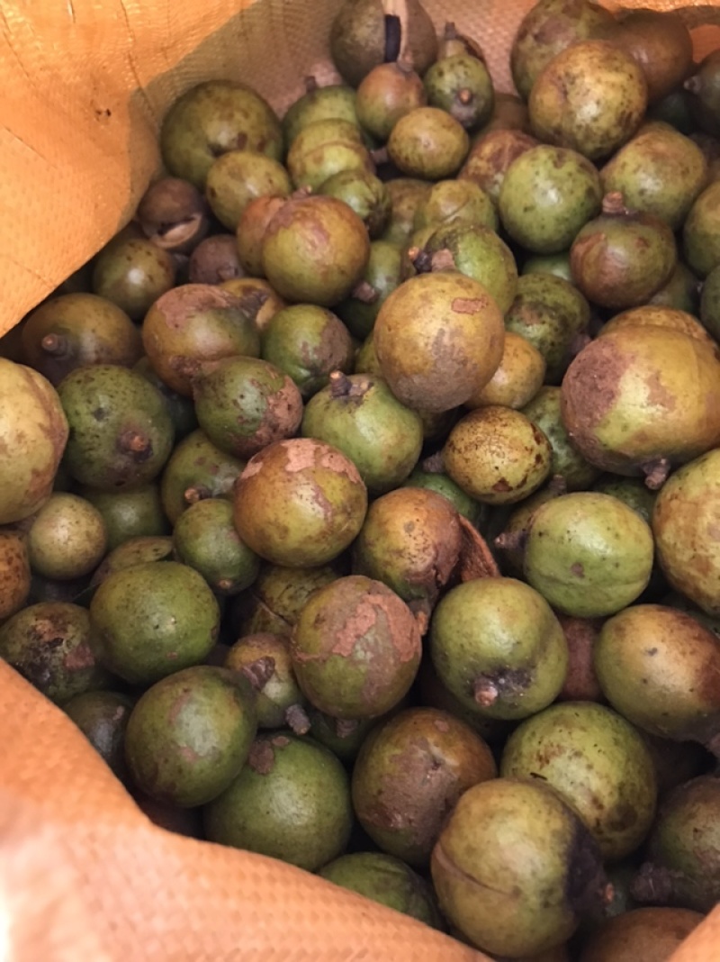 山茶油鲜果出售