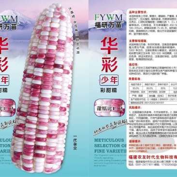 彩甜糯玉米种子，非转基因，基地专用，大