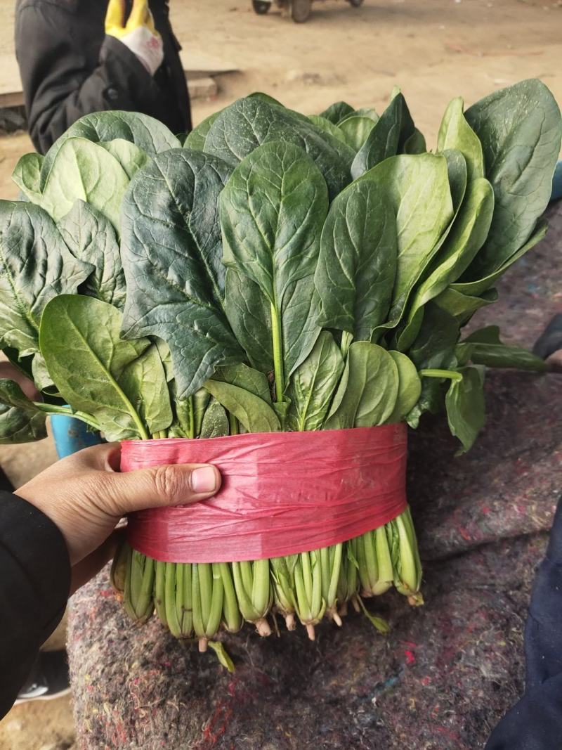 泰安菠菜上市