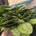 泰安菠菜上市