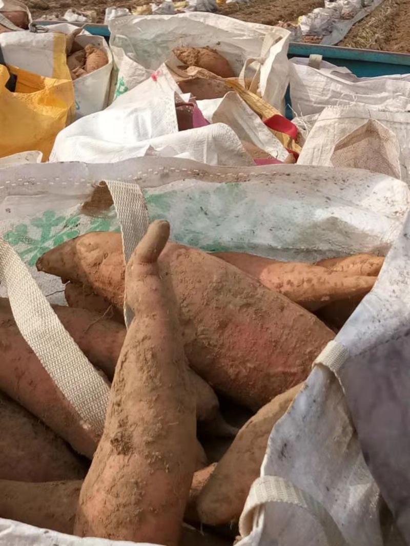西瓜红红薯欢迎客商来采购！