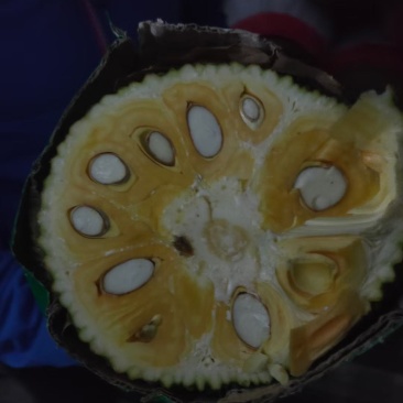 越南红肉菠萝蜜果地直销，这两天有货出，需要请联系
