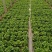 意大利生菜一手货源诚信服务量大从优价格美丽