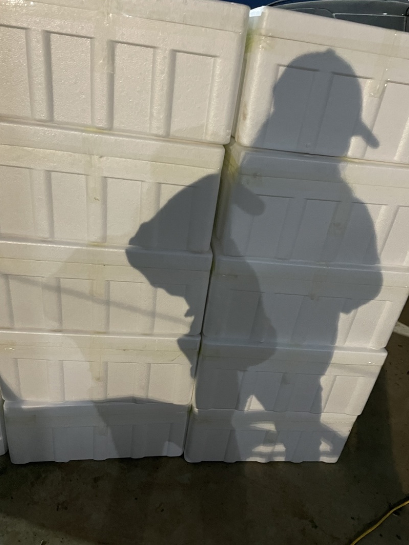 新鲜上豌豆苗营养价值丰富含有丰富的人体必需氨基酸