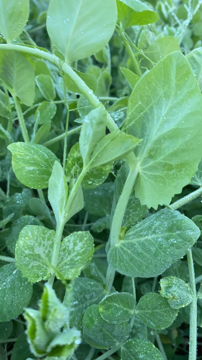 新鲜上豌豆苗营养价值丰富含有丰富的人体必需氨基酸