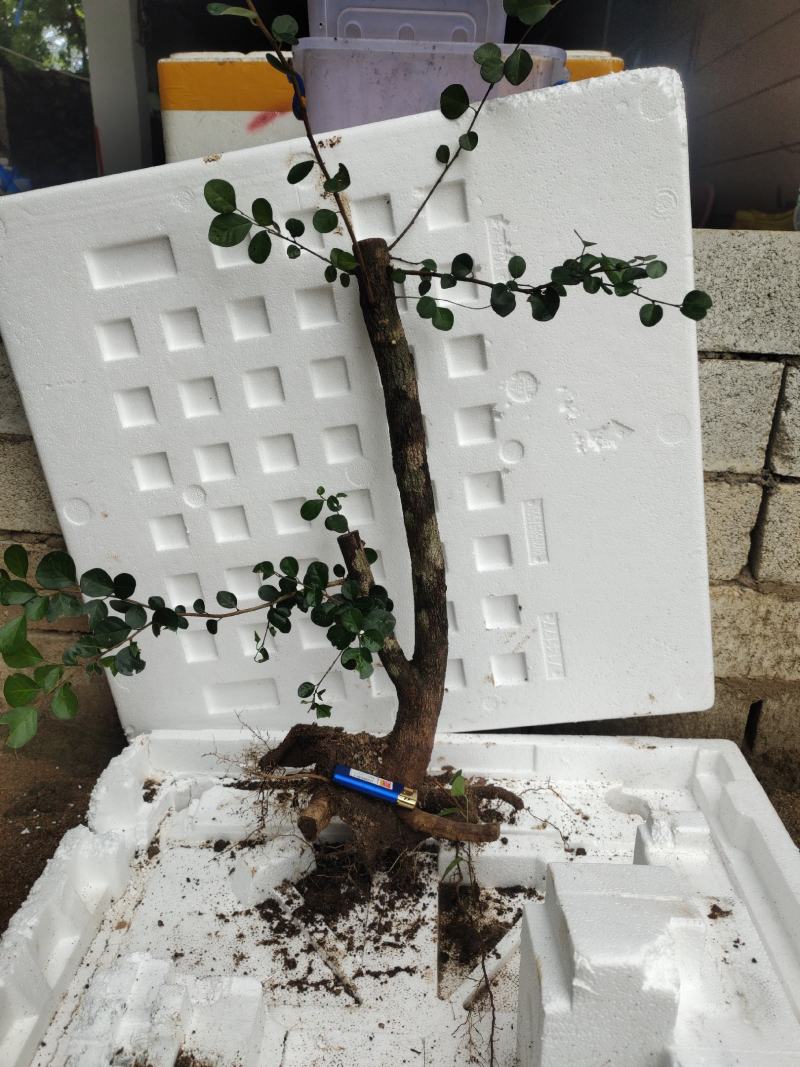海南尖峰岭优质盆景，博兰不死神树