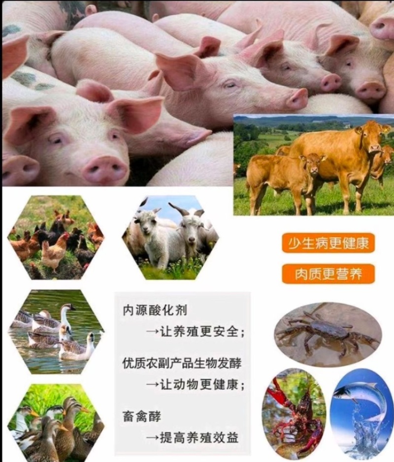 生物发酵豆渣饲料公司