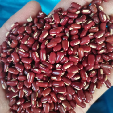 赤小豆新货赤小豆各种香辛料中药材批发