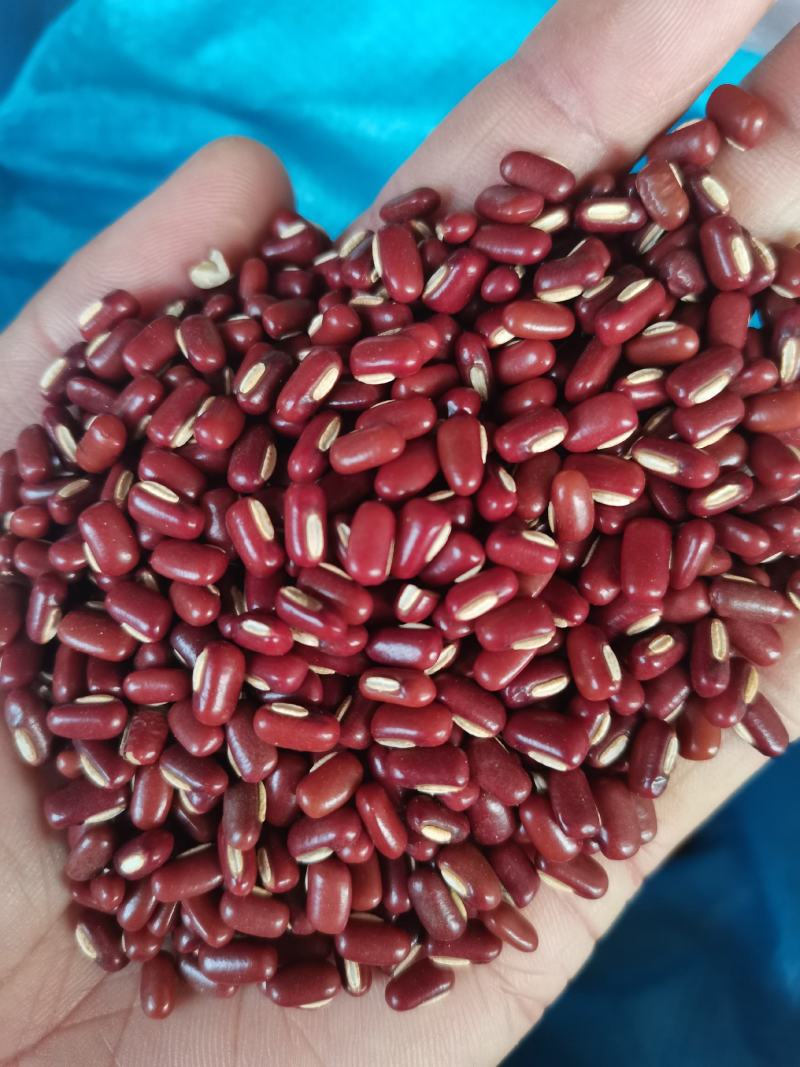 赤小豆新货赤小豆各种香辛料中药材批发