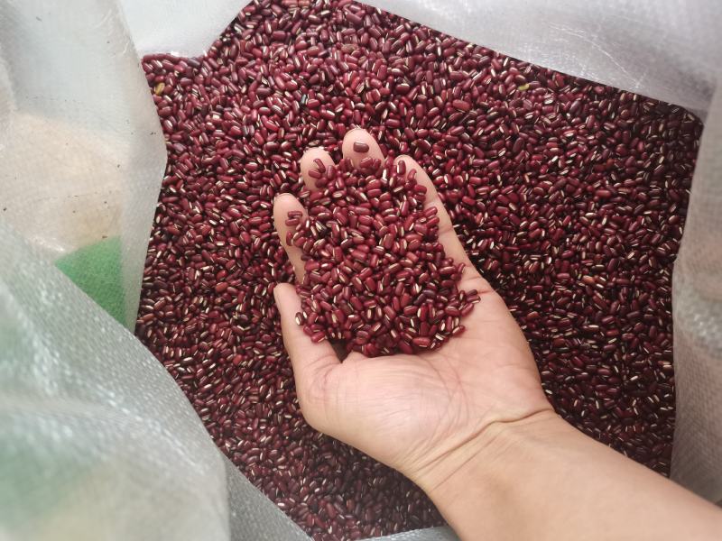 赤小豆新货赤小豆各种香辛料中药材批发