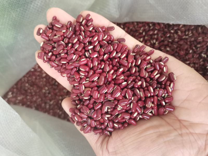 赤小豆新货赤小豆各种香辛料中药材批发