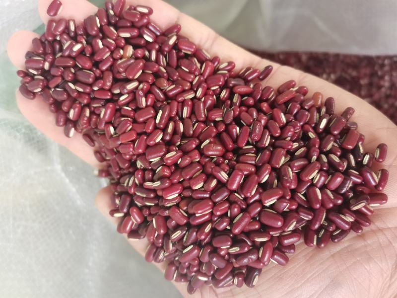 赤小豆新货赤小豆各种香辛料中药材批发
